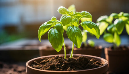 Guide to Growing Basil in Australia